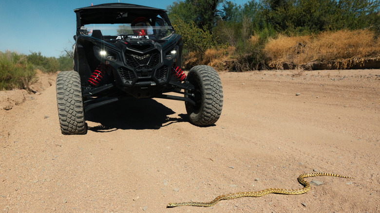 Un serpent Gopher devant un véhicule tout-terrain dans la forêt nationale de Tonto en Arizona