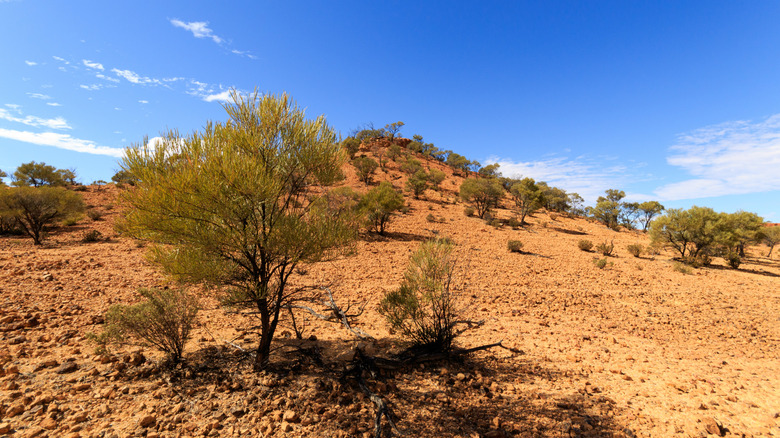 Environnement désertique aride dans le Queensland, Australie