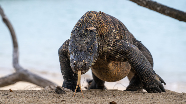 Dragon de Komodo dans son habitat naturel