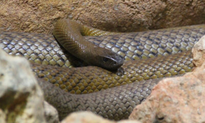Pourquoi la mort par un serpent Taipan intérieur pourrait être l'une des pires façons de mourir