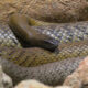 Pourquoi la mort par un serpent Taipan intérieur pourrait être l'une des pires façons de mourir