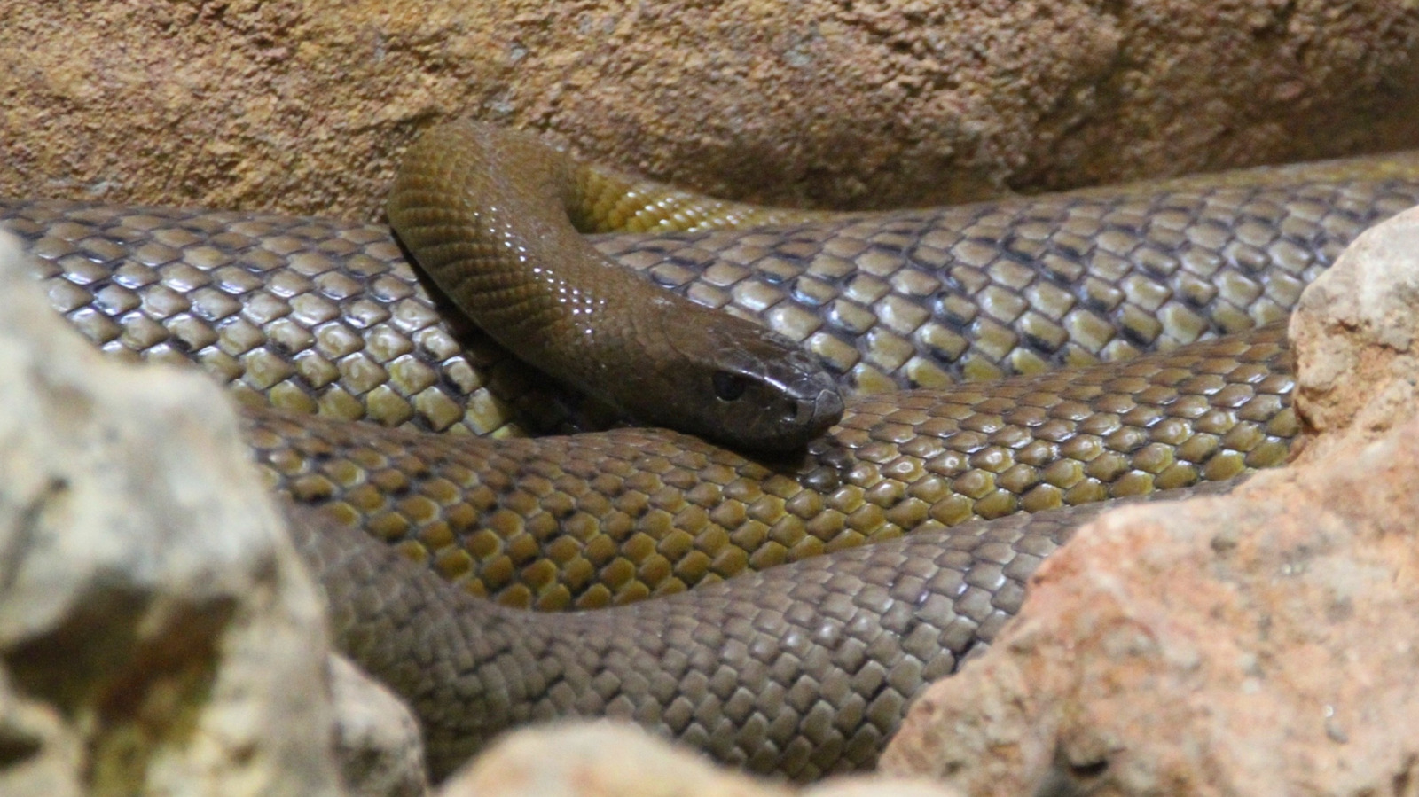 Pourquoi la mort par un serpent Taipan intérieur pourrait être l'une des pires façons de mourir