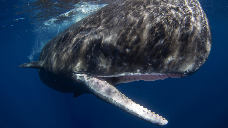 Cachalot près de la surface de l'océan avec la bouche ouverte, exposant des dents enfoncées