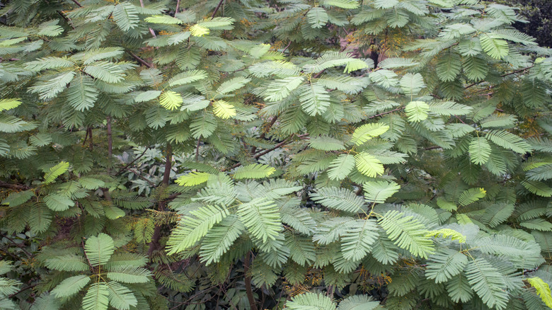 Vue détaillée des feuilles bipennées d'Anadenanthera colubrina