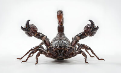 Pourquoi la mort par piqûre de scorpion est l'une des pires façons de mourir
