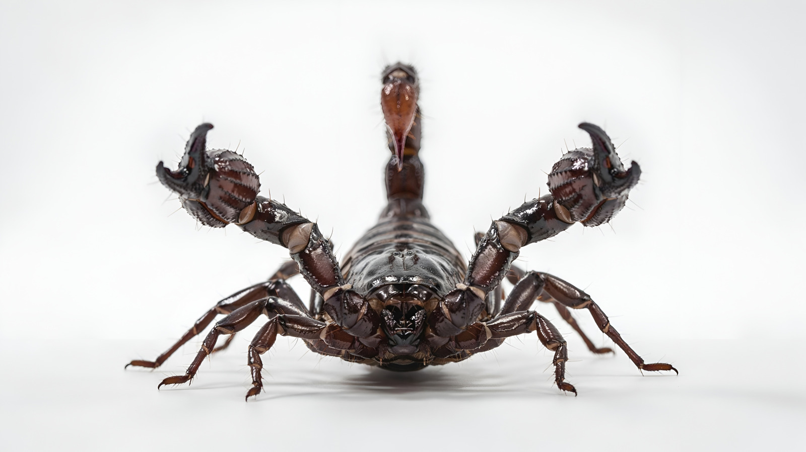 Pourquoi la mort par piqûre de scorpion est l'une des pires façons de mourir