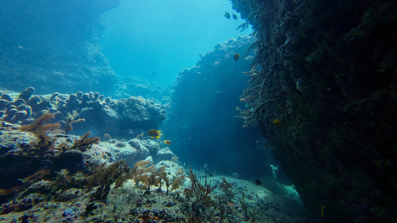 Récif corallien sous la surface de l'océan