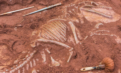 Des scientifiques ont découvert ce fossile de dinosaure inhabituel au large des côtes canadiennes