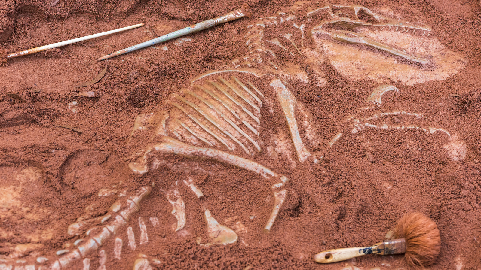 Des scientifiques ont découvert ce fossile de dinosaure inhabituel au large des côtes canadiennes