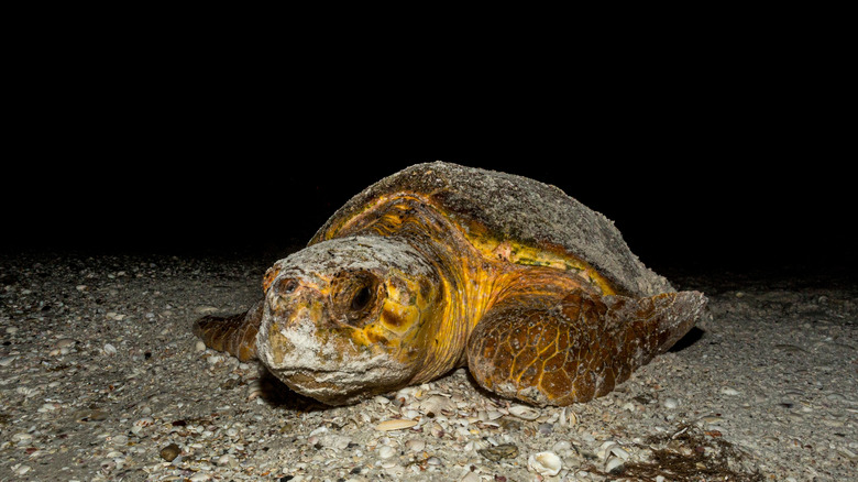 Bébé tortue caouanne rampant sur la plage la nuit
