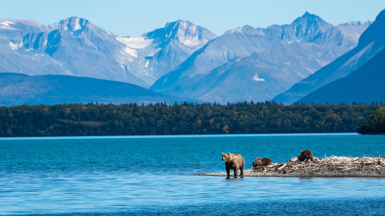ours bruns sur les rives du lac Naknek avec des montagnes en arrière-plan, parc national de Katmai