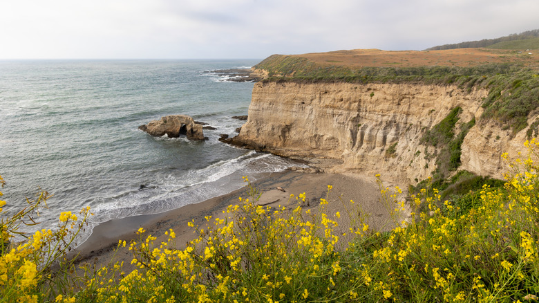 Fleurs sauvages jaunes surplombant les falaises et la plage