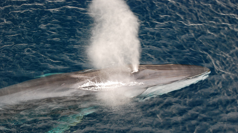 Un rorqual commun qui souffle.