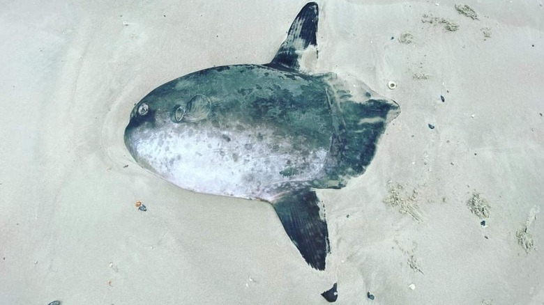 Une mola à queue pointue (Masturus lanceolatus) sur une plage aux États-Unis