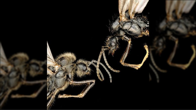 Messor ibericus (à gauche) et Messor structor (à droite) sont tous deux mâles pondus par la même reine