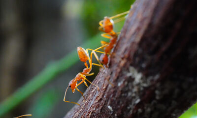 Les scientifiques ne pouvaient pas croire que ces fourmis donnaient naissance à des clones d'une autre espèce