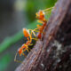 Les scientifiques ne pouvaient pas croire que ces fourmis donnaient naissance à des clones d'une autre espèce