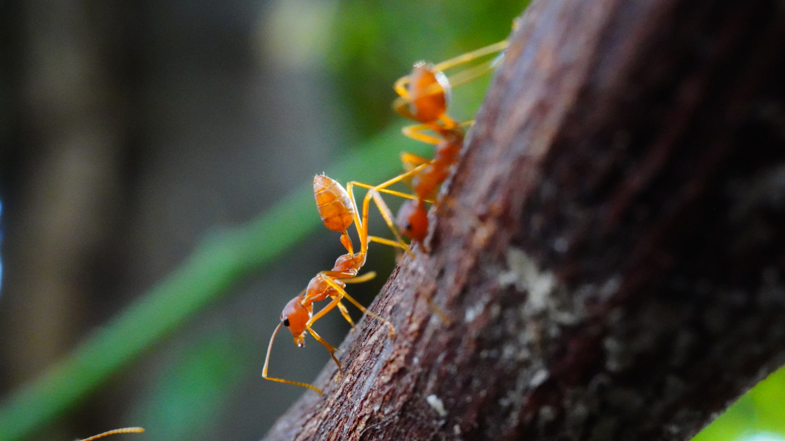 Les scientifiques ne pouvaient pas croire que ces fourmis donnaient naissance à des clones d'une autre espèce
