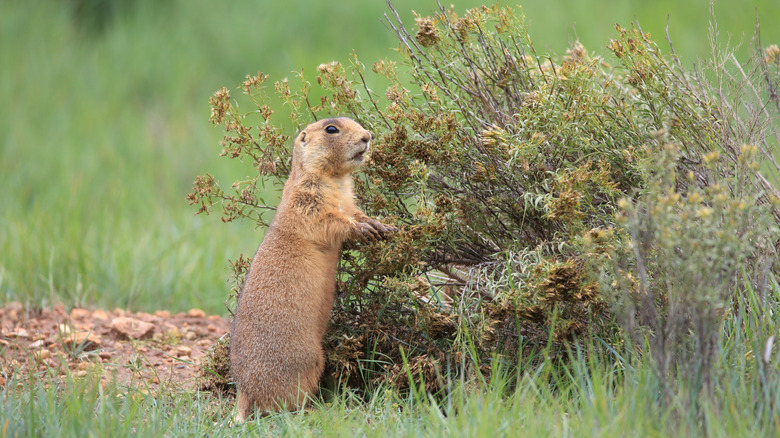 le chien de prairie de l'Utah dans le parc national de Bryce Canyon