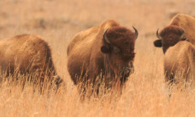 Oubliez le parc national de Yellowstone, cette destination sous-estimée regorge de bisons sauvages