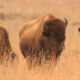 Oubliez le parc national de Yellowstone, cette destination sous-estimée regorge de bisons sauvages