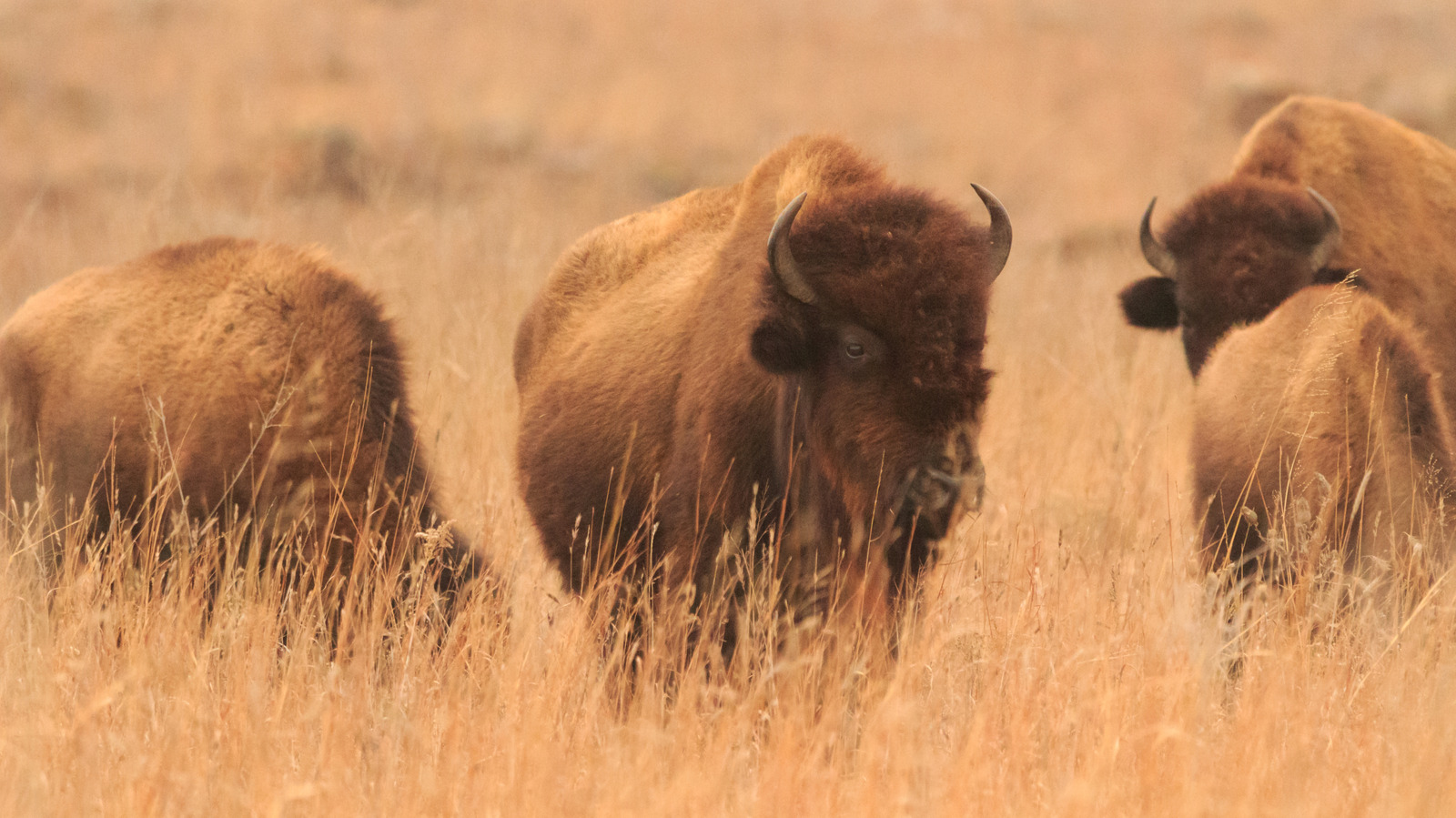 Oubliez le parc national de Yellowstone, cette destination sous-estimée regorge de bisons sauvages