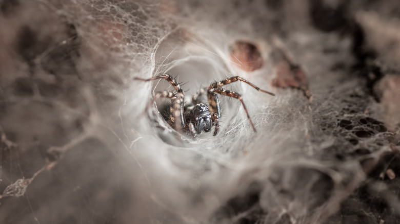 Une araignée en entonnoir sortant de sa toile.