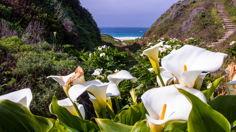 Fleurs au premier plan du paysage californien de Calla Lily Valley avec des escaliers à flanc de colline et l'océan en arrière-plan