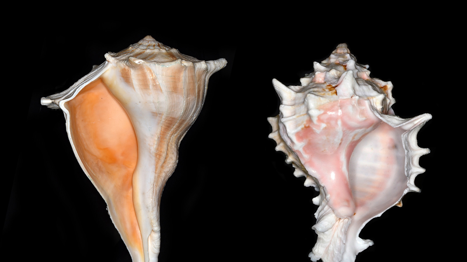 Les scientifiques ont enfin résolu le mystère de la raison pour laquelle vos molécules sont droitières ou gauchères