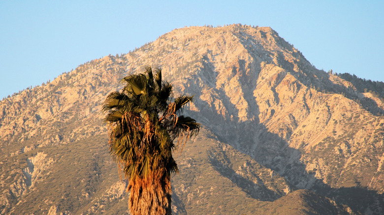 Palmier avec pic Cucamonga au-delà des montagnes de San Gabriel