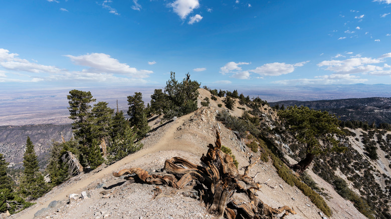 Pacific Crest Trail près du mont Baden-Powell dans les montagnes de San Gabriel