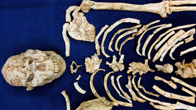 Crâne et côtes d'hominidés fossiles, Little Foot