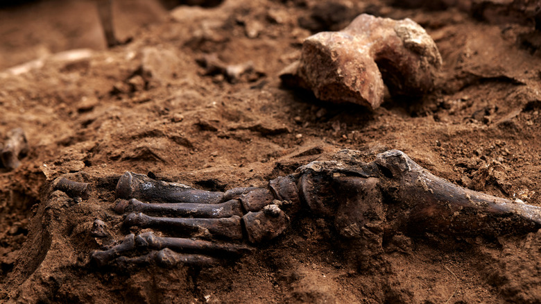 fouiller des fossiles d'hominidés