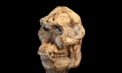 Des scientifiques ont reconstruit un visage vieux de 3,7 millions d'années. Ce qu'ils ont vu soulève une grande question