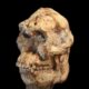 Des scientifiques ont reconstruit un visage vieux de 3,7 millions d'années. Ce qu'ils ont vu soulève une grande question
