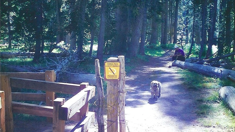 Chien attendant au début du sentier menant à la forêt près de Wrights Lake, Californie