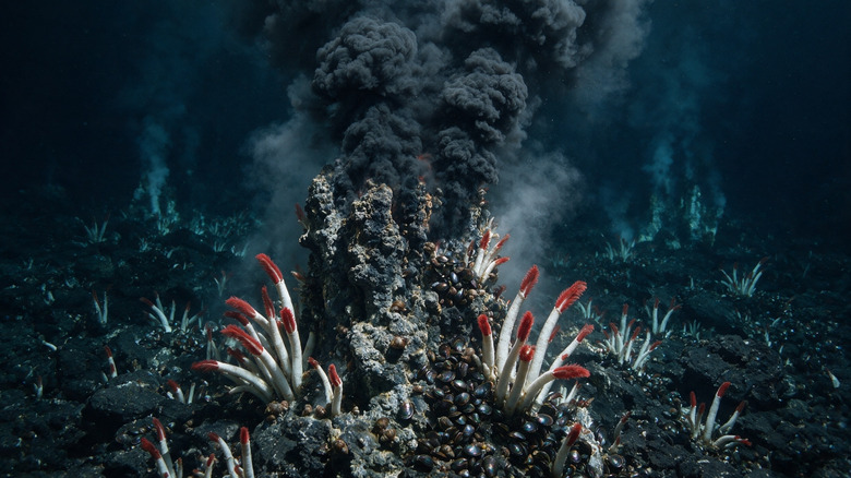 Évent hydrothermal du fond marin entouré de vers tubicoles