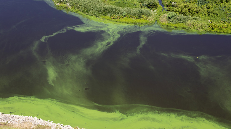 Une vue aérienne du lac Okeechobee.