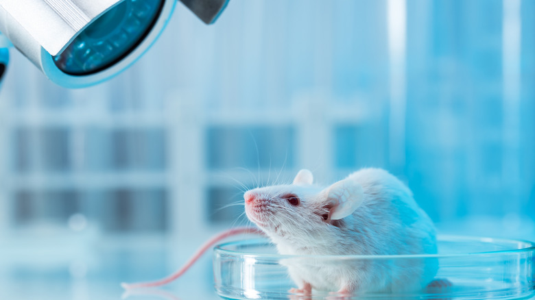 Une souris blanche dans une boîte de Pétri dans un laboratoire