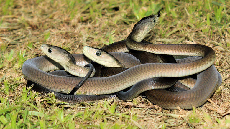 Trois jeunes mambas noirs enveloppés ensemble dans une bobine sur l'herbe