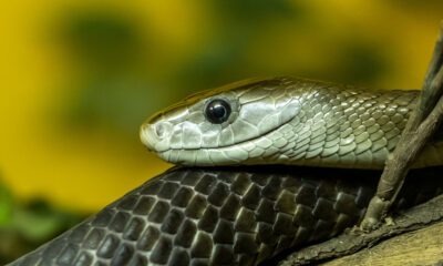 Pourquoi la mort par Black Mamba Venom est l'une des pires façons de mourir