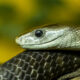 Pourquoi la mort par Black Mamba Venom est l'une des pires façons de mourir