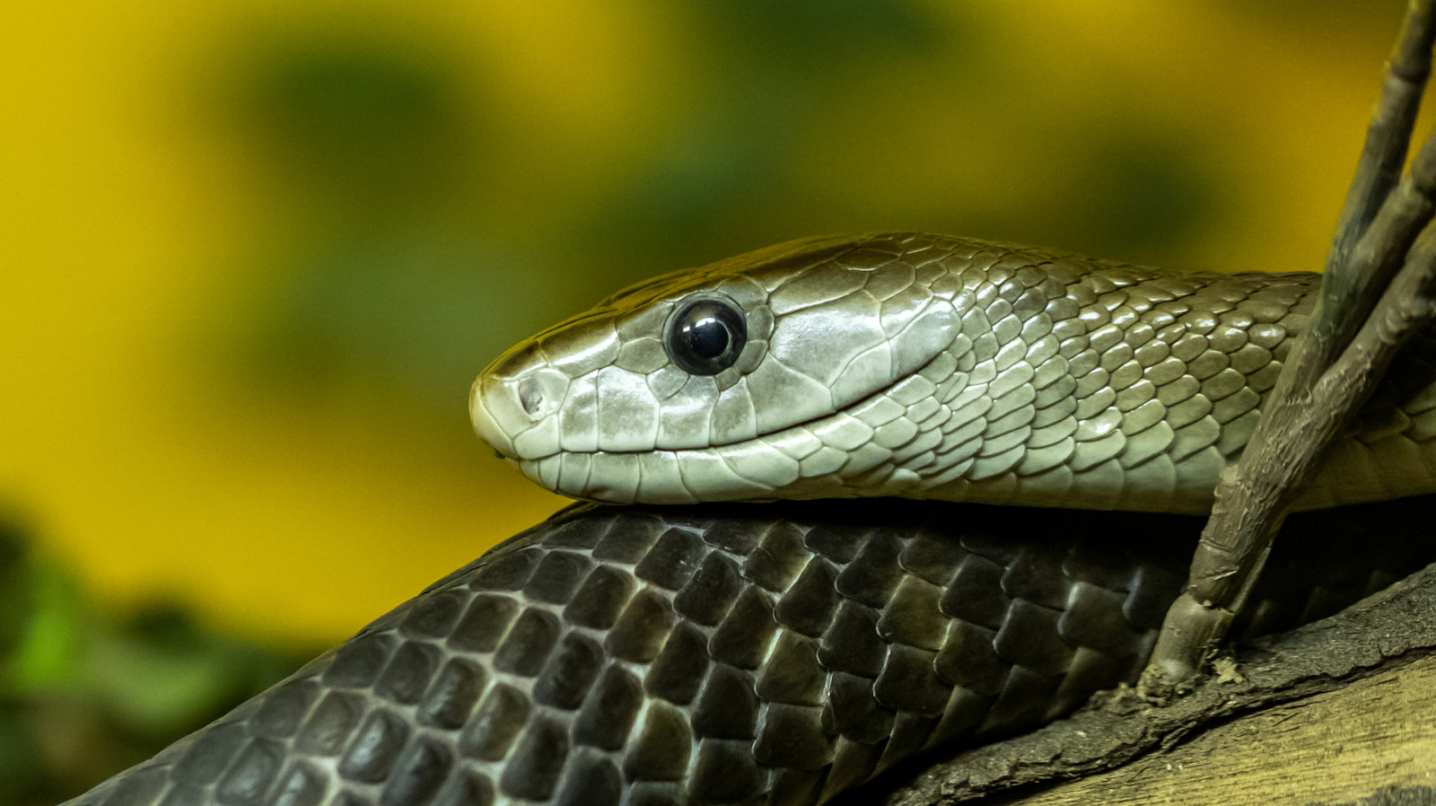 Pourquoi la mort par Black Mamba Venom est l'une des pires façons de mourir