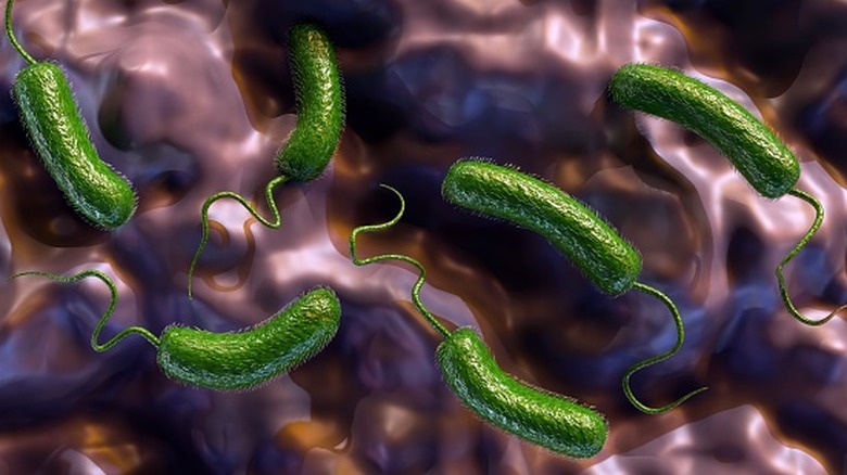 Rendu 3D de Vibrio vulnificus