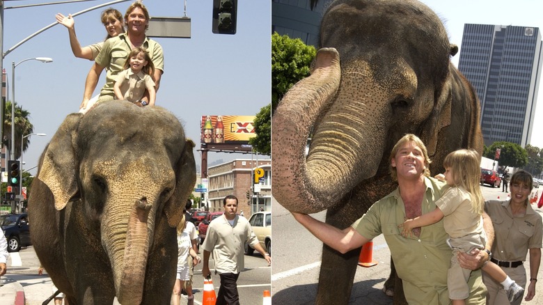 Terri Irwin, Steve Irwin et Bindi Irwin sur un éléphant et debout près d'un éléphant