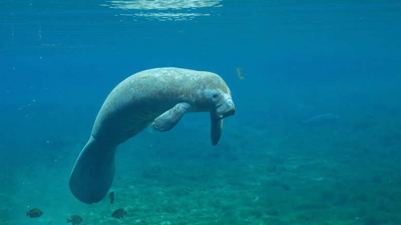 Lamantin sous l'eau dans la mer