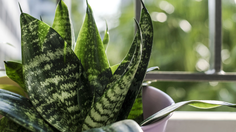 Une plante serpent devant une fenêtre.