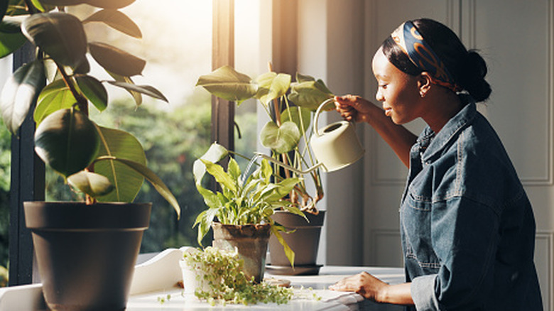 Une personne arrosant des plantes devant une fenêtre.