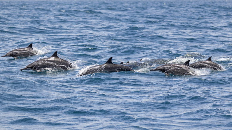 Un groupe de dauphins à la surface de l'océan