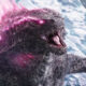 Ce que le réalisateur de Godzilla, Adam Wingard, n'a pas aimé dans ses films MonsterVerse
